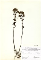 藏品(野薄荷)的圖片